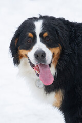 Bernese mountain dog with his tongue out against a white backdrop.