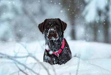 Chocolate labrador retriever looking into camera in cold snowy winter day 