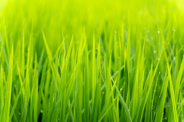 green grass background