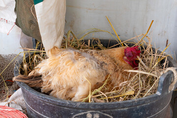 A hen lying down and preparing to lay eggs