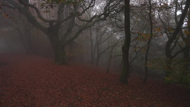 Foggy autumn forest scene with an eerie look back through the mist