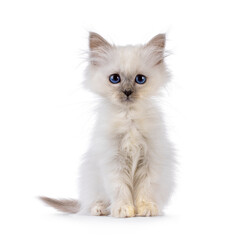 Fototapeta premium Cute Sacred Birman cat kitten, sitting up facing front. Looking towards camera with deep bleu eyes. Isolated on a white background.