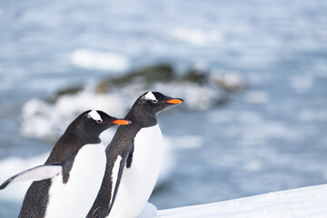 Obraz premium Gentoo penguins in Antarctica. Wild nature. Group of gentoo penguins.