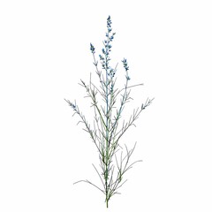 Little Bluestem Plant Isolated on White Background