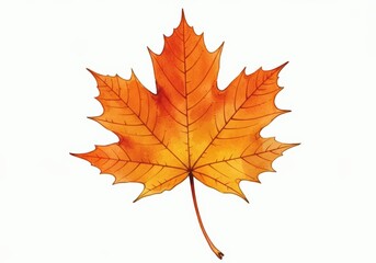 Obraz premium Single Autumn Maple Leaf