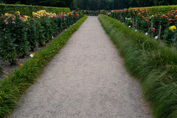 Obraz premium Flower garden background. Colorful flowers blooming. Beautiful flower garden. Flowering rose bush. Rose bush pink flowers in garden. Copy space.