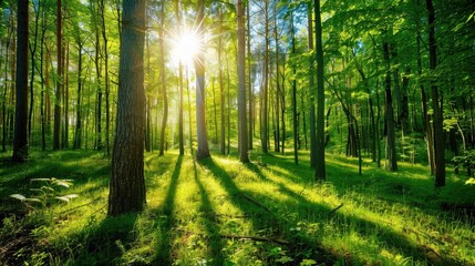 Obraz premium Serene and Tranquil Ultra HD Image of a Calm Forest Clearing Bathed in Dappled Light Perfect for Nature-Themed Projects and Relaxation Media