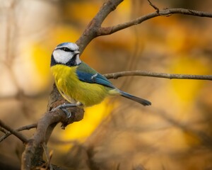 Blue Tit