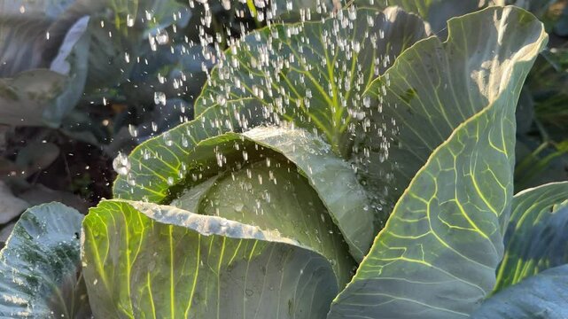 Watering of cabbage vegetable.