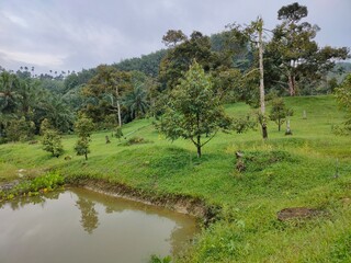 Landscape with trees and lake, Durian plantation