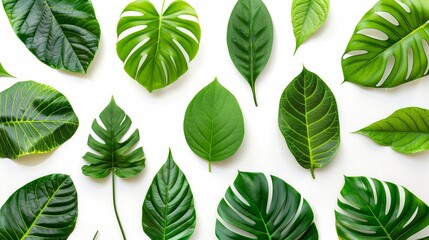 Geometric shapes created by leaf patterns on a white wall for home decor and interior design