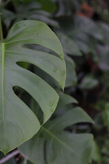 Monstera flower leaves are very green and lush