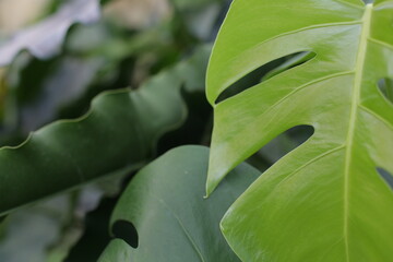 Monstera flower leaves are very green and lush