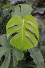 Monstera flower leaves are very green and lush