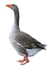 goose isolated on white background