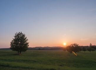 Orange sunset over green summer meadow and forest with alone cherry tree and deciduous tree alley, clear sky background, Countryside landscape, copy space, Kokorin region, central Bohemia
