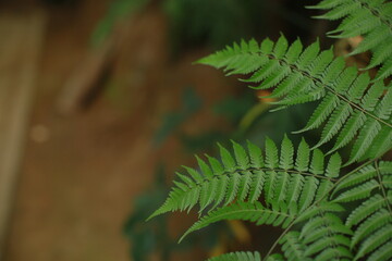 Green fern leaves with bokeh background