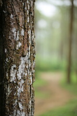 Pine tree texture with smooth bokeh background