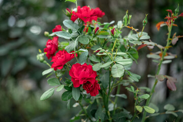 Rose bush with red buds in the garden on a flowerbed closeup