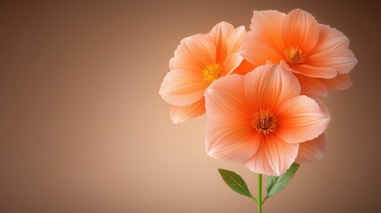 Obraz premium Stunning Peach Dahlia Flowers Soft Background Floral Design