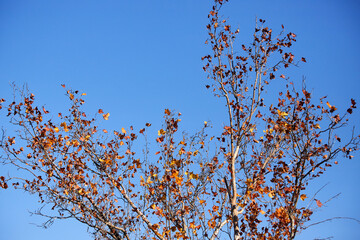 冬の青空と枯れる紅葉の木の風景