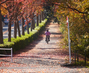 冬の街の道路の紅葉の木と自転車を乗る中年女性の姿