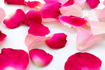 Fototapeta premium White background with pink rose petals. Rose petals white background pink flowers lies. Pink flowers with white petals lying on a pink background. Rose petals on white lifestyle background.