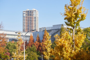 冬の街の住宅地の建物の様子と黄色い銀杏の木と紅葉の木の風景