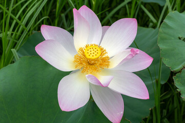Beautiful pink lotus close up