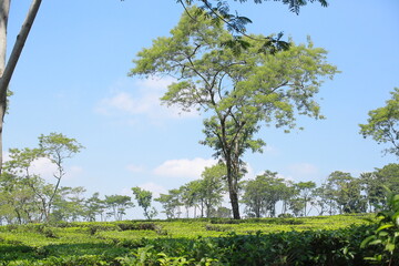 photo of a view of a large and green tea garden