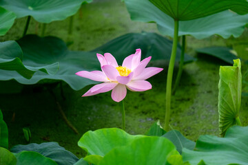 lotus flower in the pond