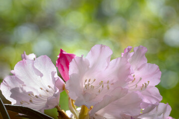 ピンクのシャクナゲが群生して美しい　滋賀県野洲市近江富士花緑公園