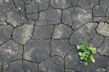 old concrete road is cracking with small plant coming up.