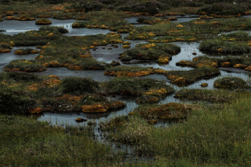 Swampy area in the south of the Kola Peninsula