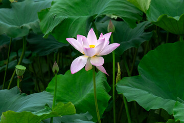 Fototapeta premium lotus flower in the pond