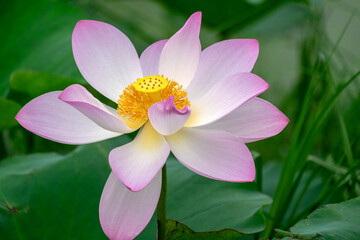 Beautiful pink lotus close up