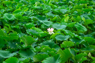 A green leaf and a lotus flower