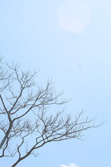 photo of dry twigs with a very bright blue sky background