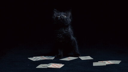 black kitten with playing cards against a dark background