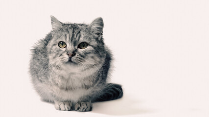 mongrel tabby cat sits on a white background
