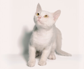 cute white kitten on a clean background in isolation close up