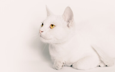 Obraz premium portrait of a white cat with yellow eyes close up on a light background