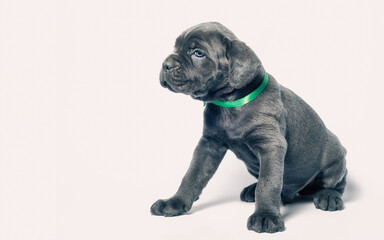little puppy dog ​​of breed canecorso on a white background in isolation close up