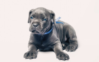 little puppy dog ​​of breed canecorso on a white background in isolation close up