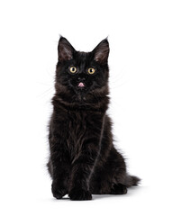Naklejka premium Cute solid black Maine Coon cat kitten, sitting up facing front while sticking pink tongue out. Looking towards camera. Isolated on a white background.