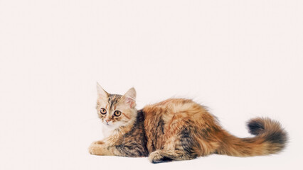 motley cat with a long fluffy tail lies and looks straight on a white background