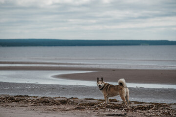 A dog stands on the shore of the White Sea at low tide