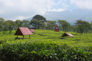 a large tea garden and there are several red huts in the middle of the garden