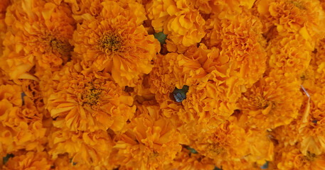 Marigold flowers top view isolated in a bunch on display