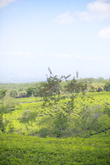 photo of a view of a large and green tea garden